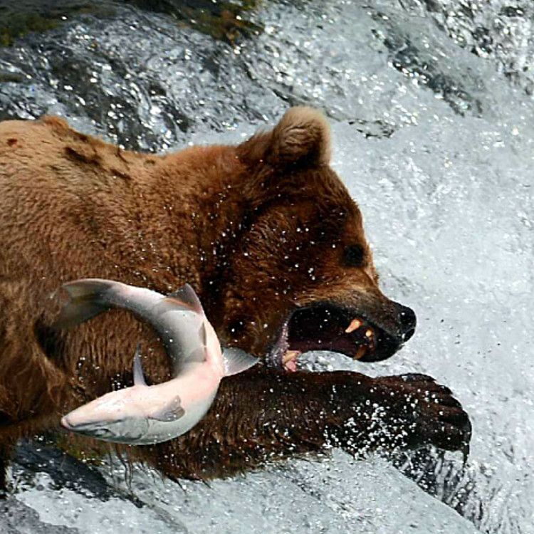 Wildlife Viewing Tours ⋆ AnchorageKing Salmon Air Taxi