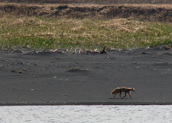 Red fox visiting during bear viewing in Alaska on the Katmai National Park coast