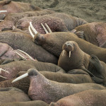 Walrus wildlife viewing in Alaska 1000