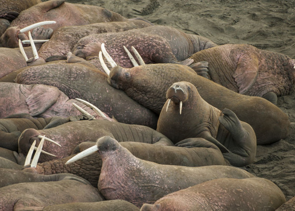 Walrus wildlife viewing in Alaska