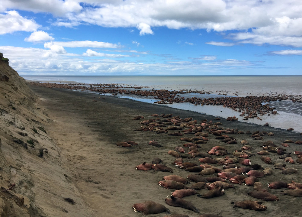 Walruses as far as the eye can see (almost) as seen in Alaska during a wildlife flightseeing trip with Trygg Air